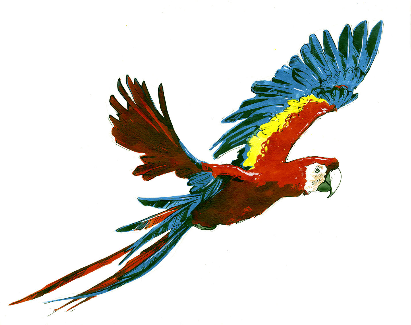 Macaw2web.jpg