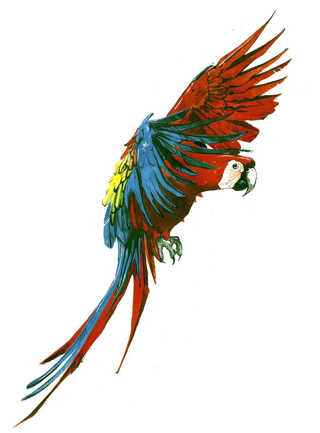 Macaw3web.jpg
