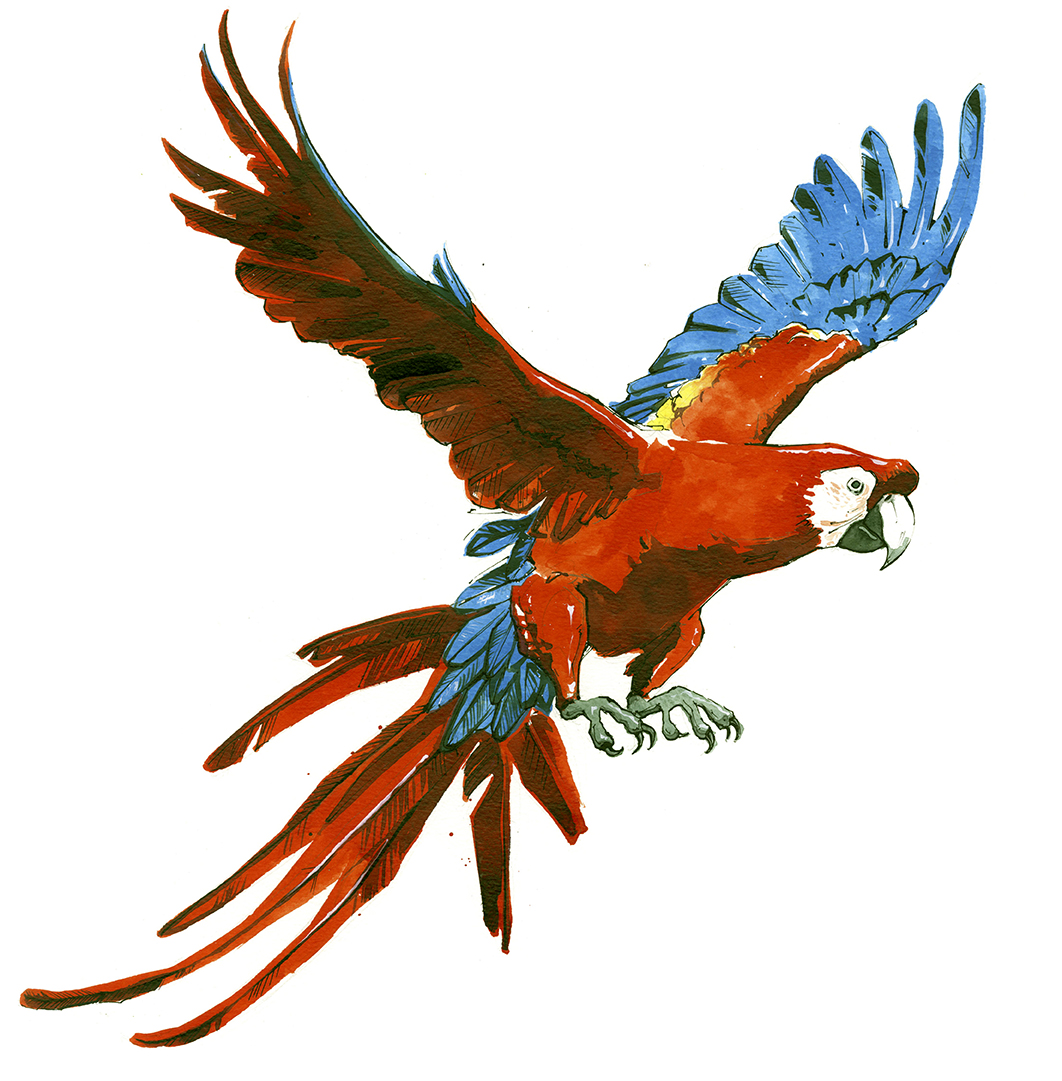 Macaw5web.jpg