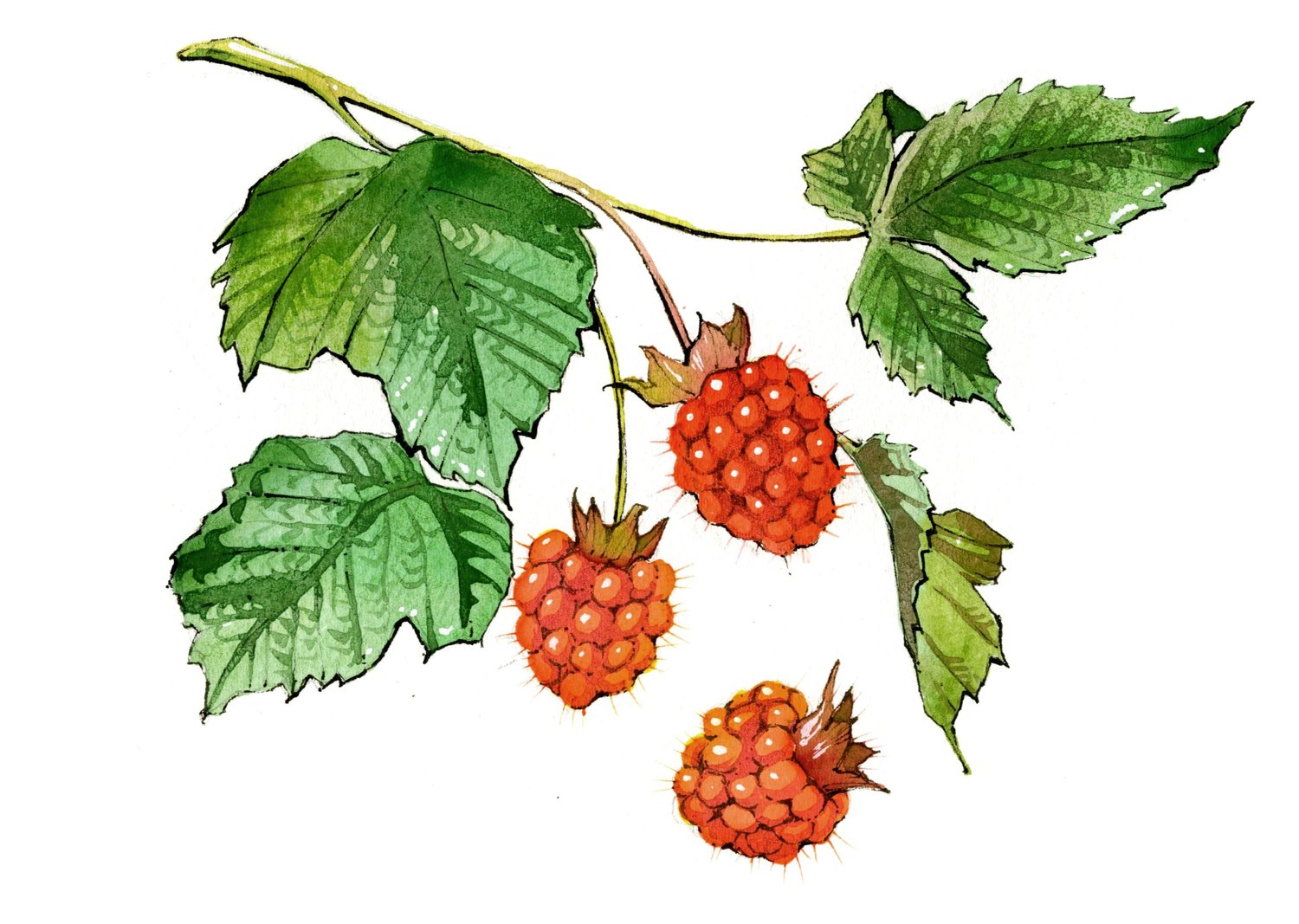 berries0645_SalmonBerry.jpg