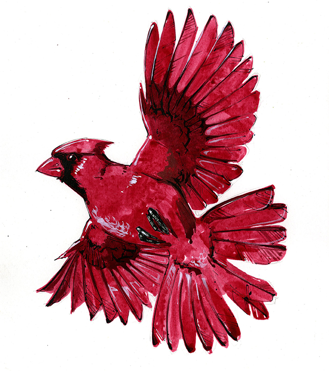 cardinals365web.jpg